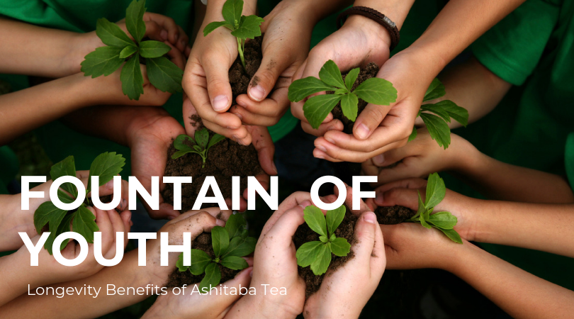 Fountain of Youth?                   the Amazing Longevity Benefits of Ashitaba Tea