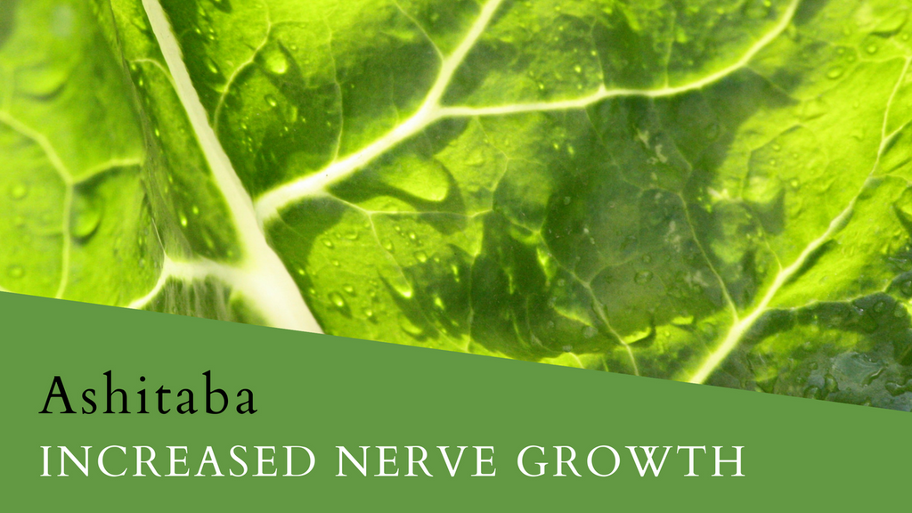 The Ashitaba Plant Benefits for Increased Nerve Growth